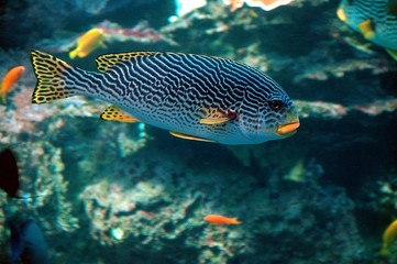Naklejka na ściany i meble Vibrant colored tropical saltwater fish at indoor aquarium