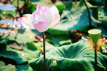 Fototapeta premium Pink Lotus flowers field and farm in Siem Reap