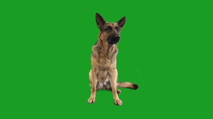 German Shepherd is barking on the green screen