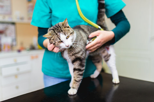 Cute cat at veterinary having medical treatment. 