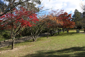 Fototapeta na wymiar Autumn Tree