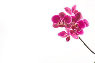 Purple orchid flowers on a white background