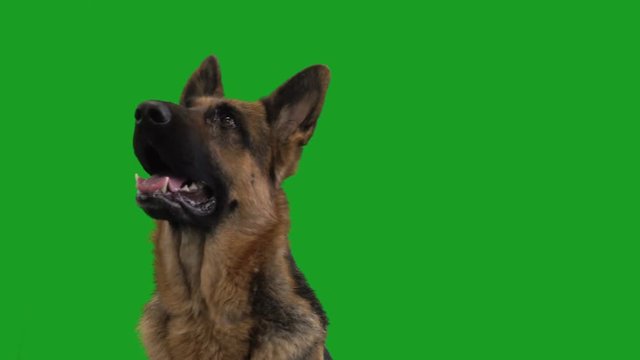 portrait of a German shepherd on a green screen

