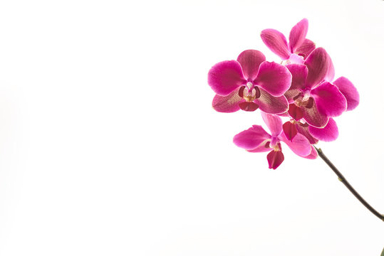 Fototapeta Purple orchid flowers on a white background