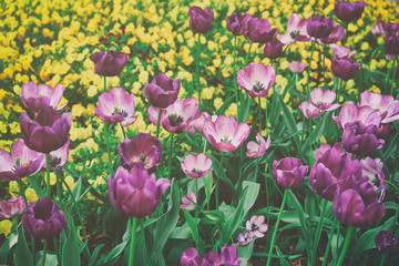 Purple tulip flower bed among other flowers Washington spring