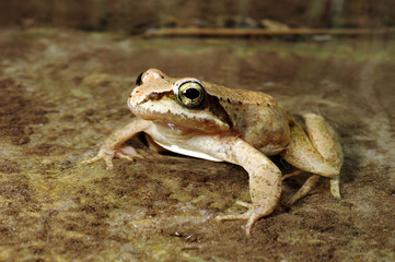 Pyrenäenfrosch (Rana pyrenaica) - Pyrenean frog 