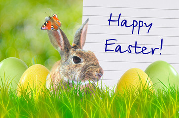 easter, rabbit, easter bunny, happy Easter