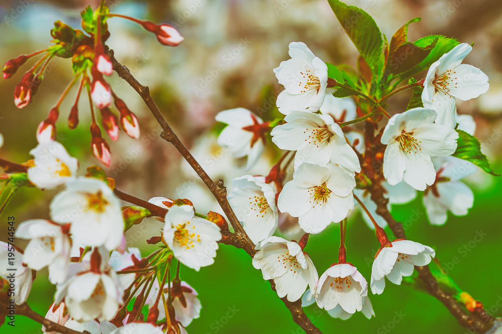 Wall mural cherry tree sakura flowers blossom in spring green background