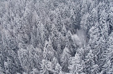 Fototapeta premium Verschneiter Nadelwald