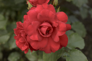 Closeup of Rose, Blooming Outdoors with Drops of Dew on petals.