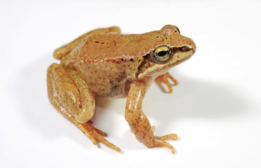 Pyrenäenfrosch (Rana pyrenaica) - Pyrenean frog 