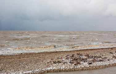 Storm on the sea of Azov. Snow, wind and seagulls flying over the water