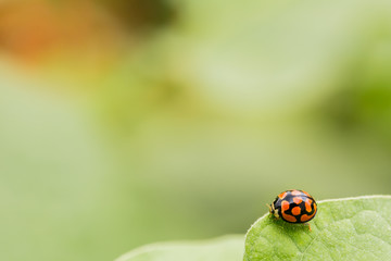 Macro close up of an orange Ladybug beetle on a bright green leaf