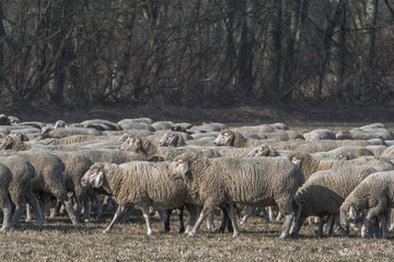 Obraz premium Sheep graze among the wild forests and fields. Flock of sheep with shepherd and dog. Sheep provide wool, milk and meat. Konzept: agriculture or animal husbandry