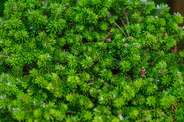 Background of small green coniferous tree branches.