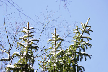 Three fir branch in the forest, covered with snow after snowfall, in winter on a blue sky background.