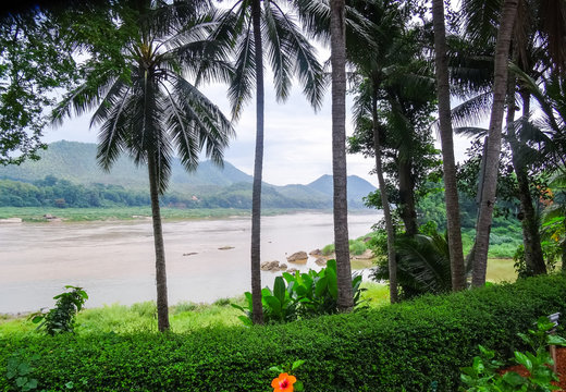 Beautiful orange flower with palm trees and a river behind