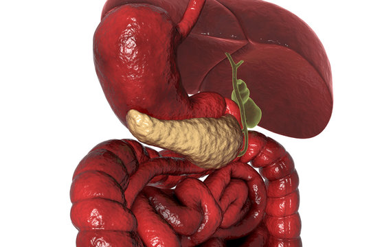 Human pancreas anatomy, 3D illustration showing organs of digestive system with highlighted pancreatic gland, view from back
