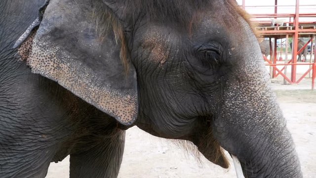 Elephant waving his ears and trunk moves. Close-up. Slow Motion in 96 fps. An elephant in an enclosure on an elephant farm. Thailand, Pattaya.