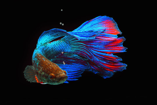 Beta Fish, Fighting fish