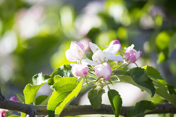 Blooming apple tree. Spring flowering of trees. Apple tree flower macro