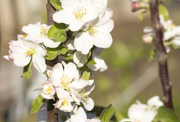 Blooming apple tree. Spring flowering of trees. Apple tree flower macro