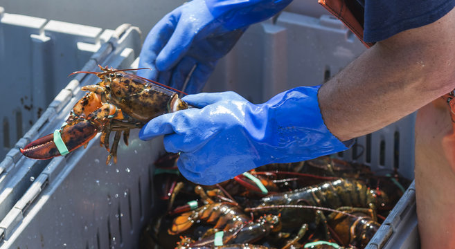 Close up of a live lobster being held