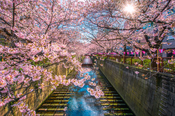 Cherry blossom sakura lined Meguro Canal in Tokyo, Japan. © anekoho