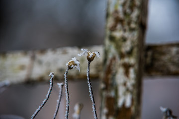 Flower snow ice wood winter