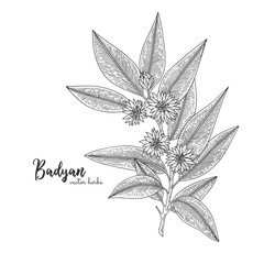 Badyan isolated on white background. Herbal engraved style illustration. Detailed organic product sketch. Botanical hand drawn illustration for design package tea, organic cosmetic, natural medicine
