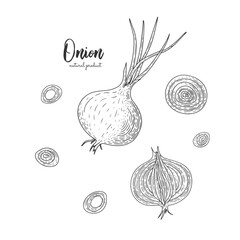 Vector onion hand drawn illustration in the style of engraving. Detailed vegetarian food drawing. Farm market product. Engraving illustration for create the menu, recipes, decorating kitchen items.