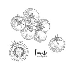 Vector tomato hand drawn illustration in the style of engraving. Organic hand drawn elements. Farm market vegetables. Vegetarian food for design menu, recipes, decoration kitchen items.