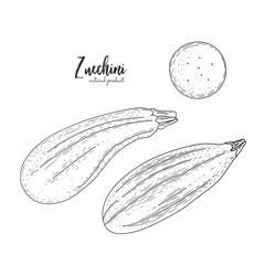 Natural food for farmers market. Vector zucchini hand drawn illustration. Contour outline style. Vegetarian food for design menu, recipes, package design, decoration kitchen items.