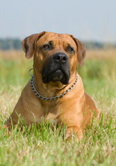 Boerboel liegt in einer Wiese