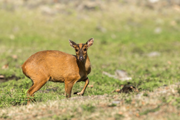 Barking Deer from Sattal Uttarakhand India