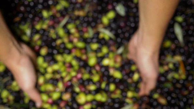 farmer hands take freshly picked fresh olives
