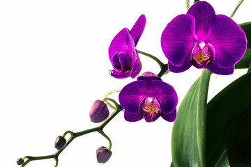 Fototapeta na wymiar Studio shot of purple Phalaenopsis Orchids on white background in various states of bloom