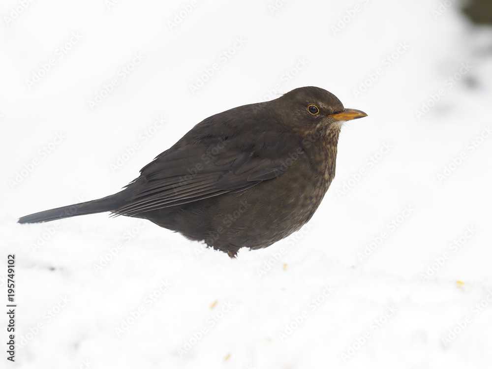 Poster Blackbird, Turdus merula