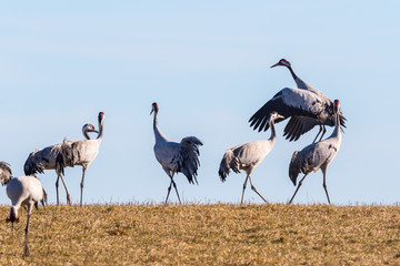 Flock of dancing cranes on the field