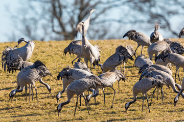 Flock of cranes that pick food in the meadow