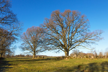 Big trees on the meadow in spring