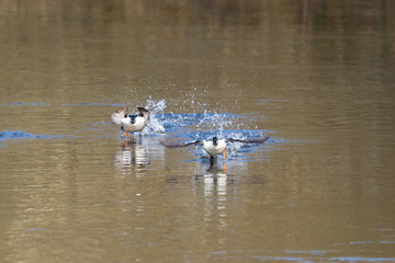 Goldeneye take off from the lake