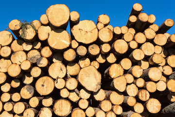 Spruce stack storage against blue sky
