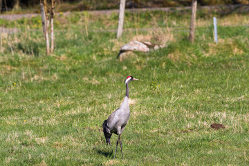 Obraz na płótnie Canvas Crane walking on a meadow