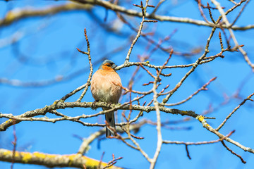 Chaffinch on a branch in the tree in spring
