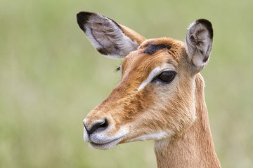 Naklejka na ściany i meble Portrait of a female impala in Serengeti National Park in Tanzania