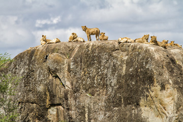 A lion family on a kopje (granite rock) in the Serengeti National Park in Tanzania