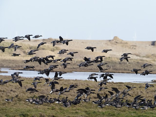 Brent goose, Branta bernicla