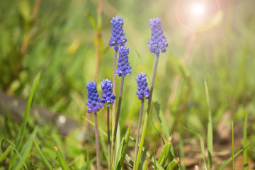 Blooming blue field with sunlight on the plants. Warm soft colors, blurred background.