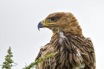 Tawny eagle portrait in the Serengeti National Park in Tanzania